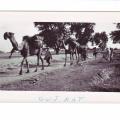 Photo #26
Camels in
Gujarat, India