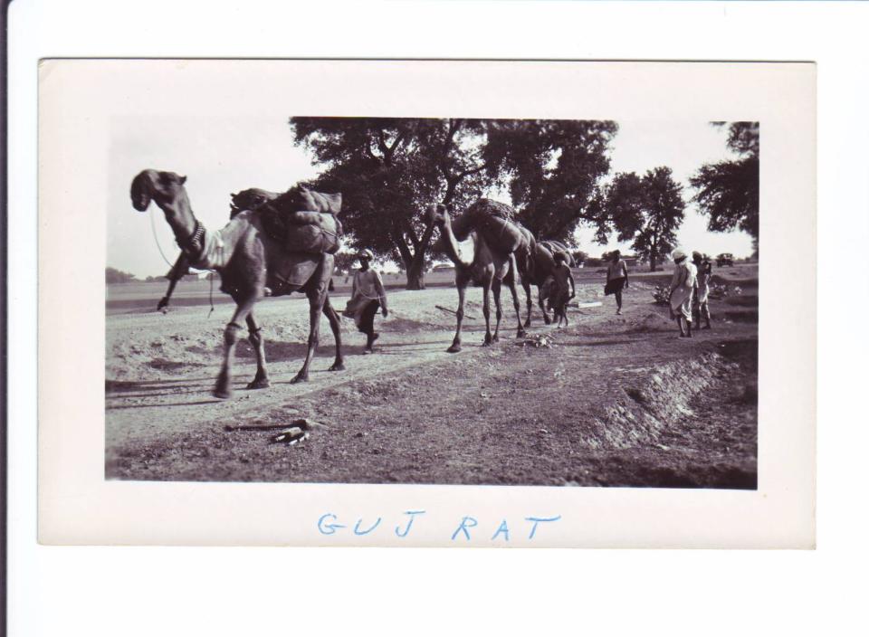 Photo #26
Camels in
Gujarat, India