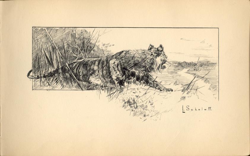 Drawing of a tiger, L. Sololoff, Heidelberg P.O.W. Camp, Germany, Aug. 1916, WWI