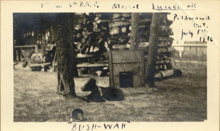 3rd Sec. 4th D.A.C.'s Mascot
"Bush Wah" 8 Wks old
Petawawa, On
July 1, 1916
Front only