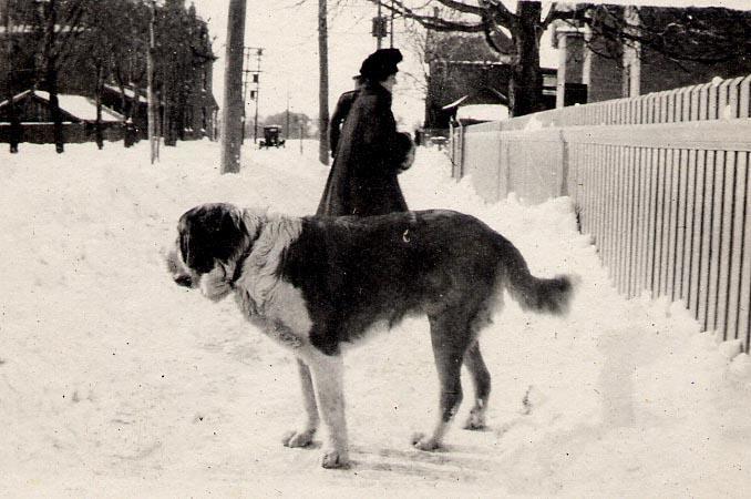 Photo #37
Dog in Snow